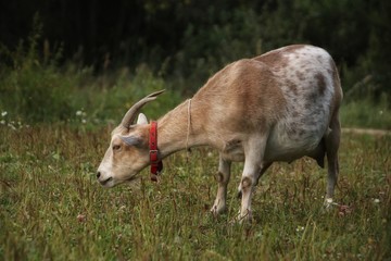 Naklejka na ściany i meble A pet goat walks on the street eating grass
