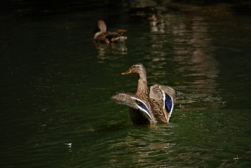 Wild migratory ducks mallards in the pond of the city park fly spread their wings