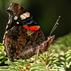 Colorful butterfly vanessa atalanta sitting on leaves and flowers collecting nectar