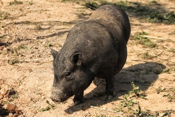 A pig walks in the street digs a brown earth