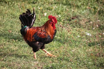 Colorful rooster walks in the summer alone along the street