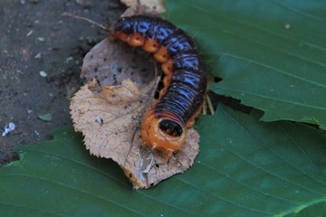 Larva of a large night butterfly from the family cossus cossus of woodworms on leaves