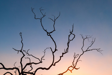 Silhouette of tree branches with twilight sky color.