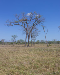 Obraz premium beautiful tree in beautiful landscape