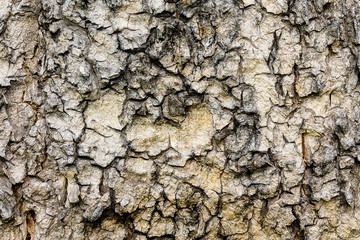 Bark of hardwood texture and wallpaper