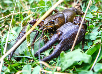 Live European crayfish