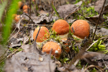 mushroom in the forest