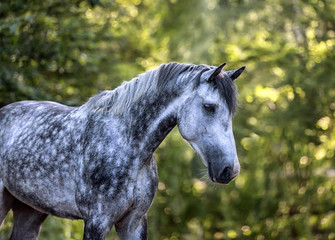Portrait of a purebred arabian stallion in the forest.