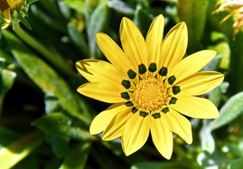  YELLOW FLOWER IN THE GARDEN