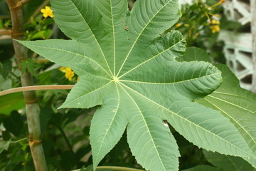 green leaf of plant a papaya