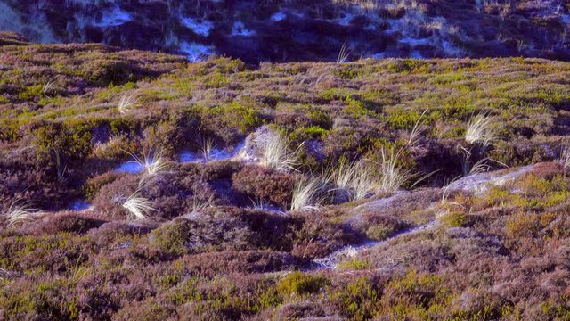 Sylt D&uuml;nen Landschaft - Heide und Sand