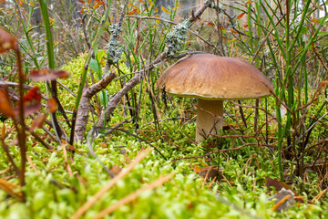mushroom in the forest