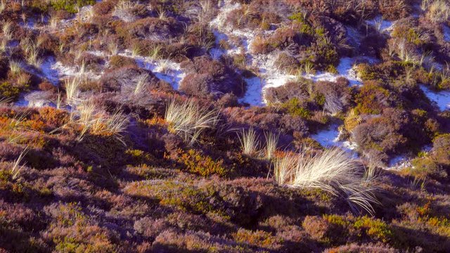 Sylt D&uuml;nen Landschaft - Heide und Sand