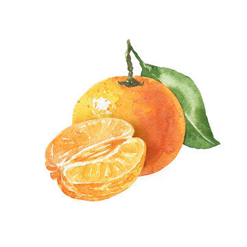 Hand drawn watercolor tangerine illustration isolated on white background. Citrus fruit colorful tasty food drawing.