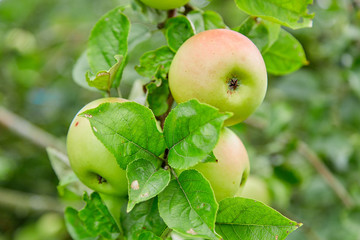Fresh, natural, juicy apples. Apples on a branch on a tree. Apple orchard. Eco-friendly product