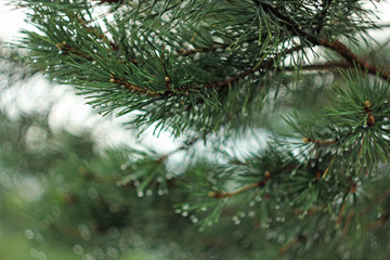 in forest pine tree branch with rain drops