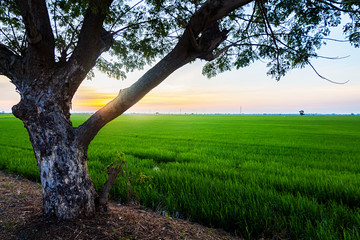 Rice Fields, Sky and Trees in Twilight Background and wallpaper