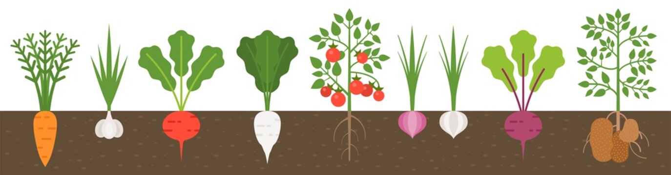 vegetable with root in soil texture, flat design