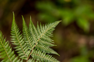 The tip of an isolated fern frond shot with shallow depth of field. 
