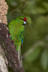 Red-crowned parakeet, or kakariki, perched on a tree trunk in Wellington, New Zealand.