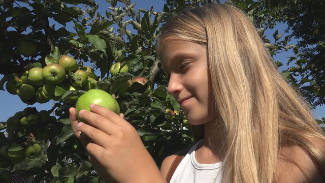 Farmer Child in Apple Orchard, Country Girl Tasting Fruits in Tree at Village