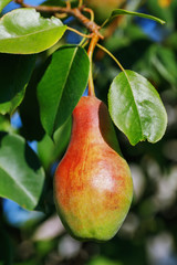Ripe pear hanging on a tree, close-up