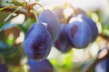 Few ripe plums on a tree, close-up