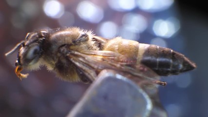 Insect analysis in a lab close up