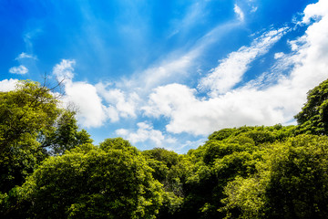 Tree,Blue Sky and white clouds,wallpaper and Background