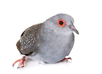 Diamond dove in studio