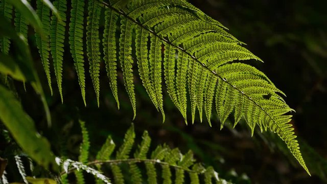 Fern twig backlighted by the sun in subtropical woods of Caucasus