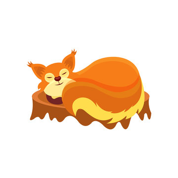 Adorable squirrel sleeping on tree stump. Small forest animal with red fur, bushy tail and tassels on ears. Flat vector design