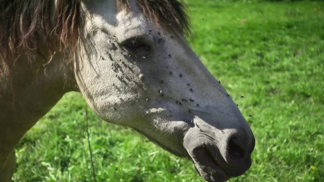 Horse feeding on field with of juicy green grass. Close up white horse head with flies. Beautiful green environment in countryside place with livestock. Breeding animals in farmland. Horse on nature