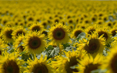 Fototapeta premium Sonnenblume