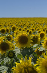 Obraz premium Sonnenblume