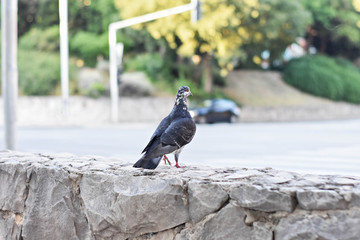 An urban pigeon/ Close up head shot of beautiful speed racing pigeon bird