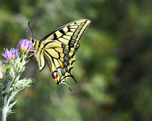 Beautiful yellow swallowtail butterfly standing at purple wild flower in the field