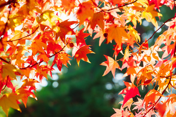 Branches of a tree covered with orange foliage