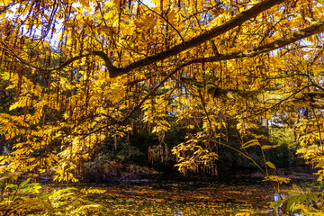 Obraz premium autumn beautiful forest. Autumn landscape