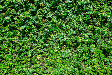 beautiful fresh green leaf background.