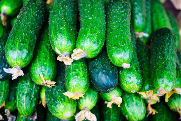 Fresh green cucumber. Cucumber background