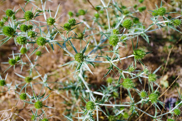 Dry prickly leaf on branch