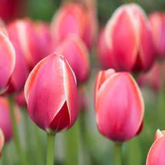 Fototapeta premium beautiful bright pink tulips with a white border in the spring field or in the park