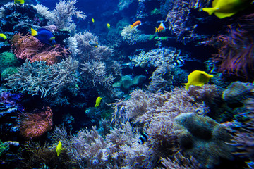 Fototapeta na wymiar Colorful coral reef with fish and stone