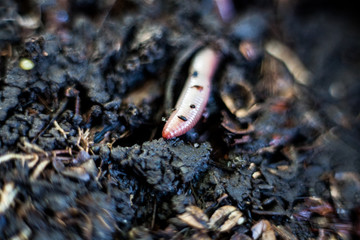 Earthworm in a heap of soil