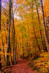 Obraz premium beautiful autumn. Golden autumn scene
