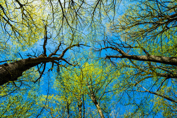 Green Tree Forest