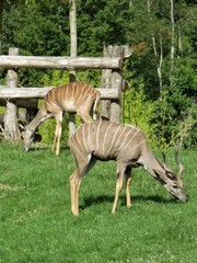 antilope