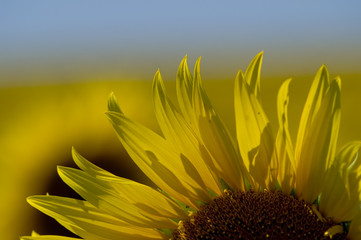 Sonnenblume