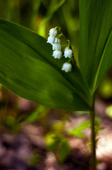 Lily of the valley (Convall&aacute;ria) flower in the spring forest. Beautiful may-lily blooming in the garden.